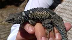 Sceloporus