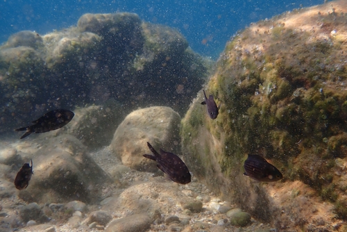Chromis chromis