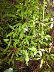 Lygodium articulatum