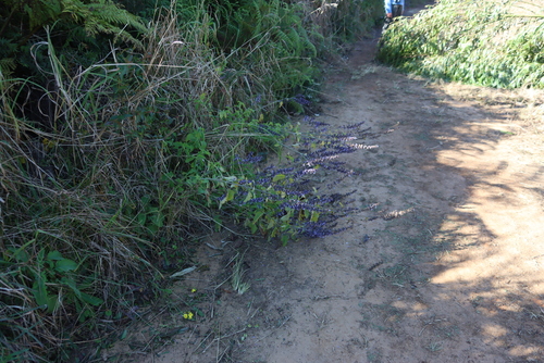 Herero Hullwort (Coleus hereroensis)