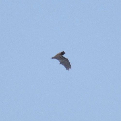 Silver-haired Bat photographed in Maine