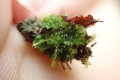 Anthoceros
