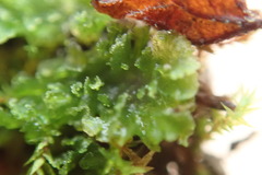 Anthoceros