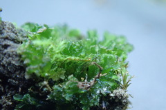 Anthoceros