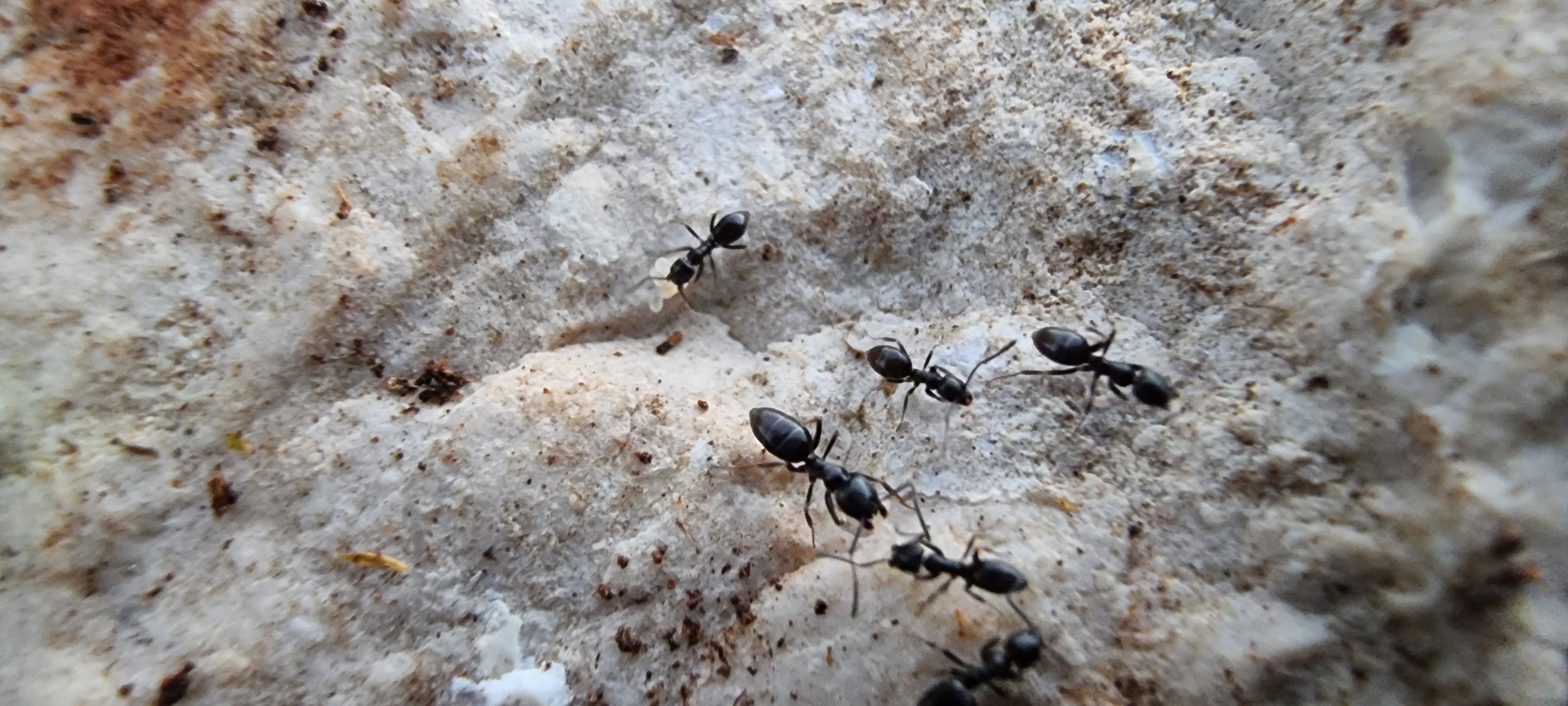 Tapinoma glabrella