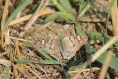 Vanessa cardui