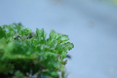 Anthoceros