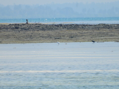 Egretta garzetta dimorpha