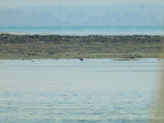 Egretta garzetta dimorpha