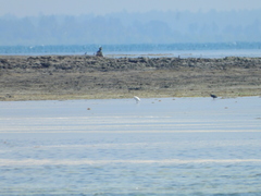 Egretta garzetta dimorpha