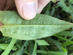 Persicaria strigosa