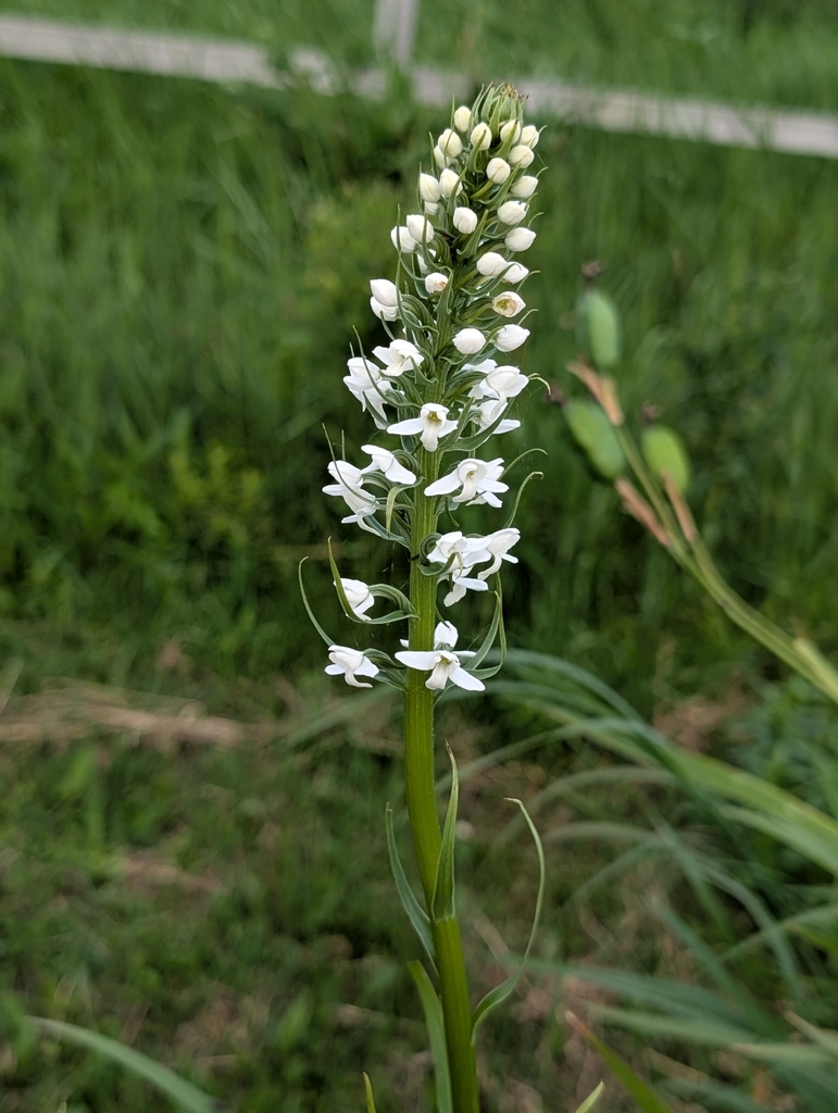 Platanthera hologlottis