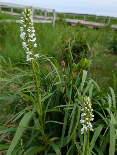 Platanthera hologlottis, photograph 2