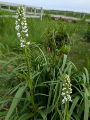Platanthera hologlottis, photograph (c) Francisca Wu, some rights reserved (CC BY)
