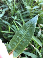 Persicaria strigosa