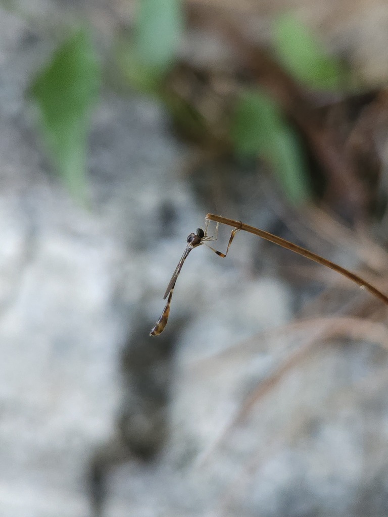 Psilonyx minimensis