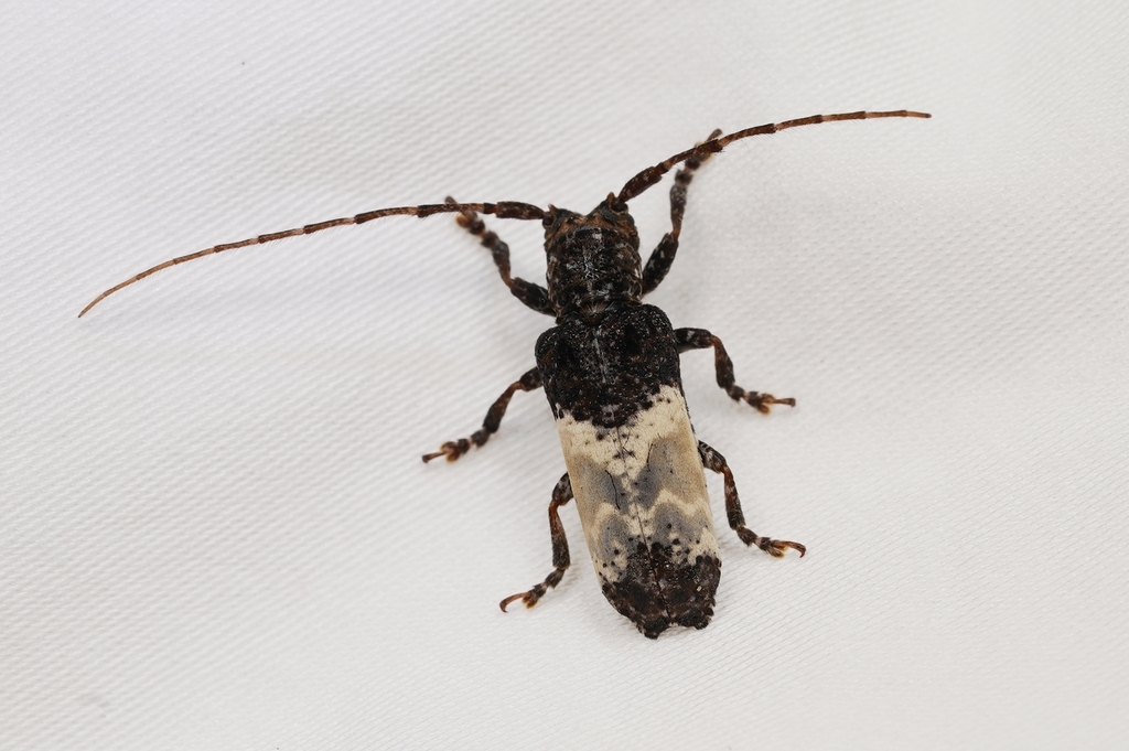 Anachus Insect Anaches from 中国河南省洛阳市栾川县 on June 22, 2025 at 10:58 PM by ysllh ...