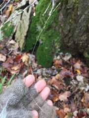 Melica smithii