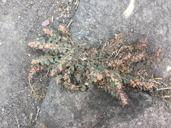 Euphorbia thymifolia