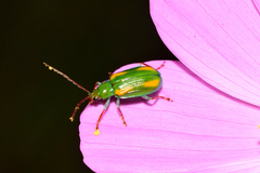 Diabrotica porracea