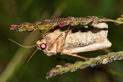 Agrotis malefida