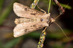 Agrotis malefida