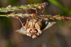 Agrotis malefida