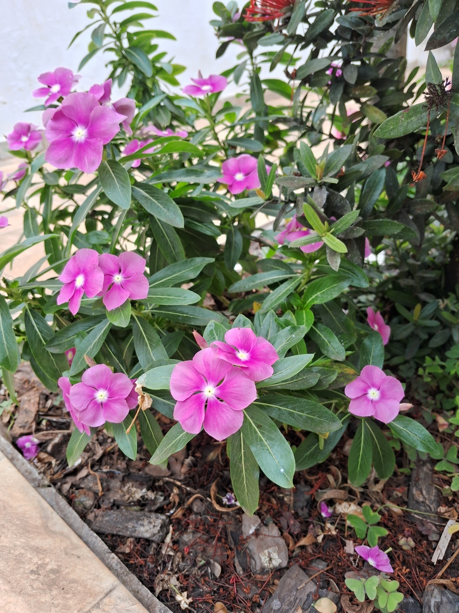 Catharanthus roseus