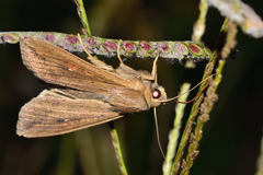 Agrotis malefida