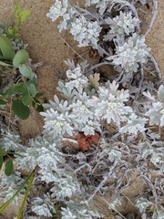 Artemisia stelleriana