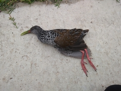 Pardirallus maculatus