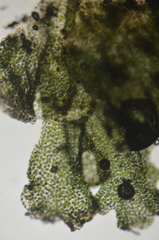 Anthoceros