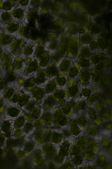 Anthoceros