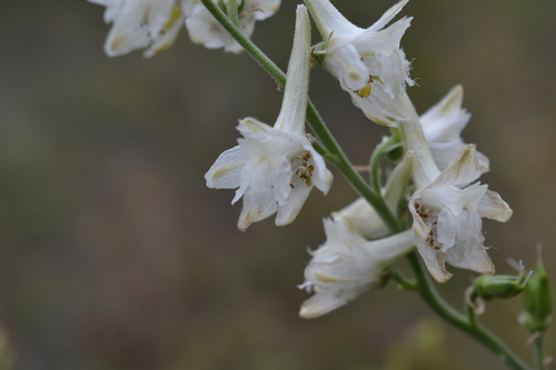 Witbloemig ridderspoor (Delphinium albiflorum)