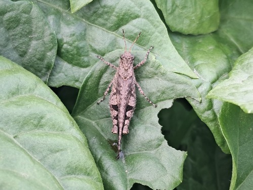 Carinate Locust