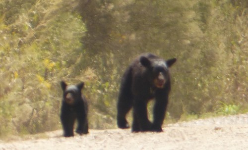 Eastern Black Bear photographed in Louisiana