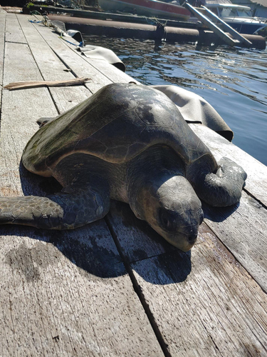 Photo of Olive ridley turtle (Lepidochelys olivacea)