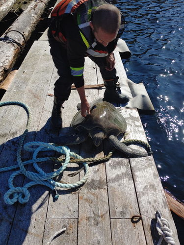 Photo of Olive ridley turtle (Lepidochelys olivacea)