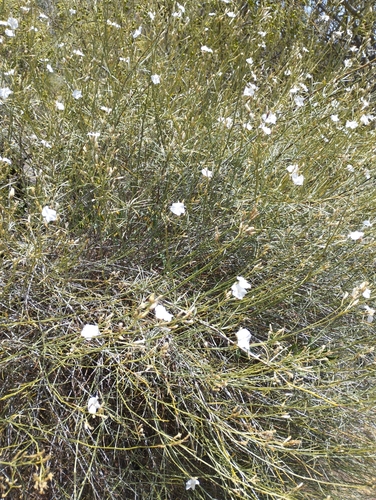 Lignum rhodium (Convolvulus scoparius)