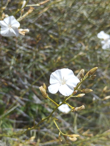 Convolvulus scoparius, photograph 1