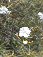 Convolvulus scoparius, photograph Martin Jung, CC BY, iNaturalist via GBIF
