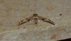 Smerinthinae