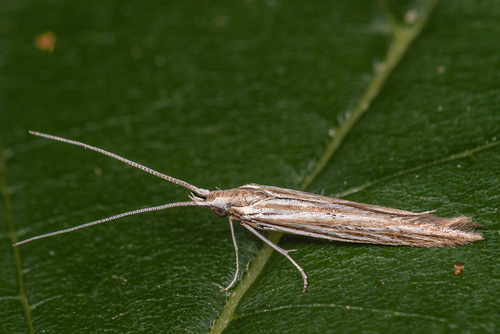 Sea-aster Case-bearer