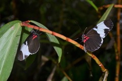 Heliconius sapho leuce