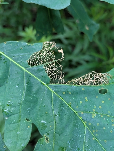 Oak Skeletonizer