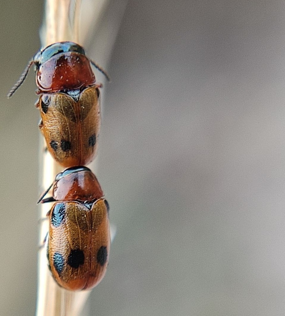 Coptocephala scopolina