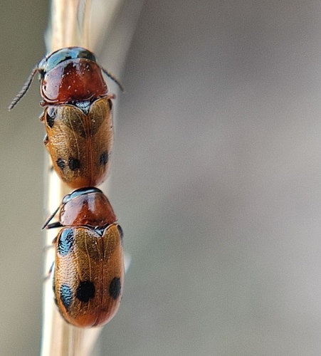 Coptocephala scopolina