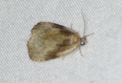 Olethreutes connectum