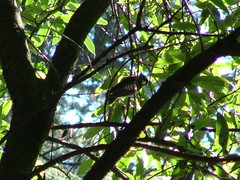 Dryobates stricklandi