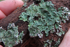 Punctelia caseana